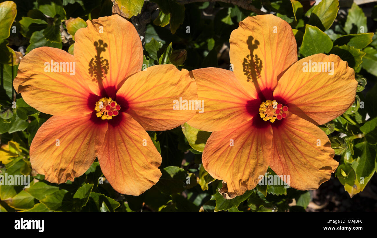 Two exotic and colorful yellowish hibiscus flowers, under strong