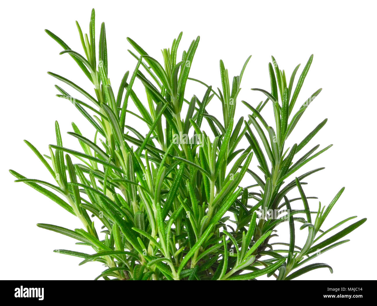 Fresh rosemary, rosemary bush in a plant pot, garden herb. Fresh bunch