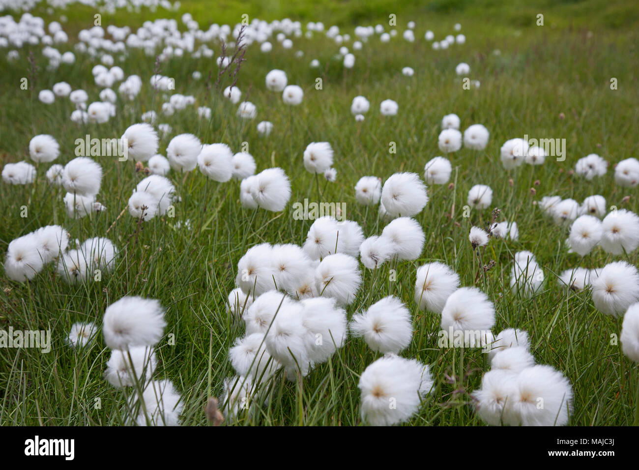 Polar White Cottongrass / Arctic cottongrass (Eriophorum scheuchzeri ssp. arcticum) showing white seed heads in a bog, Svalbard / Spitsbergen Stock Photo