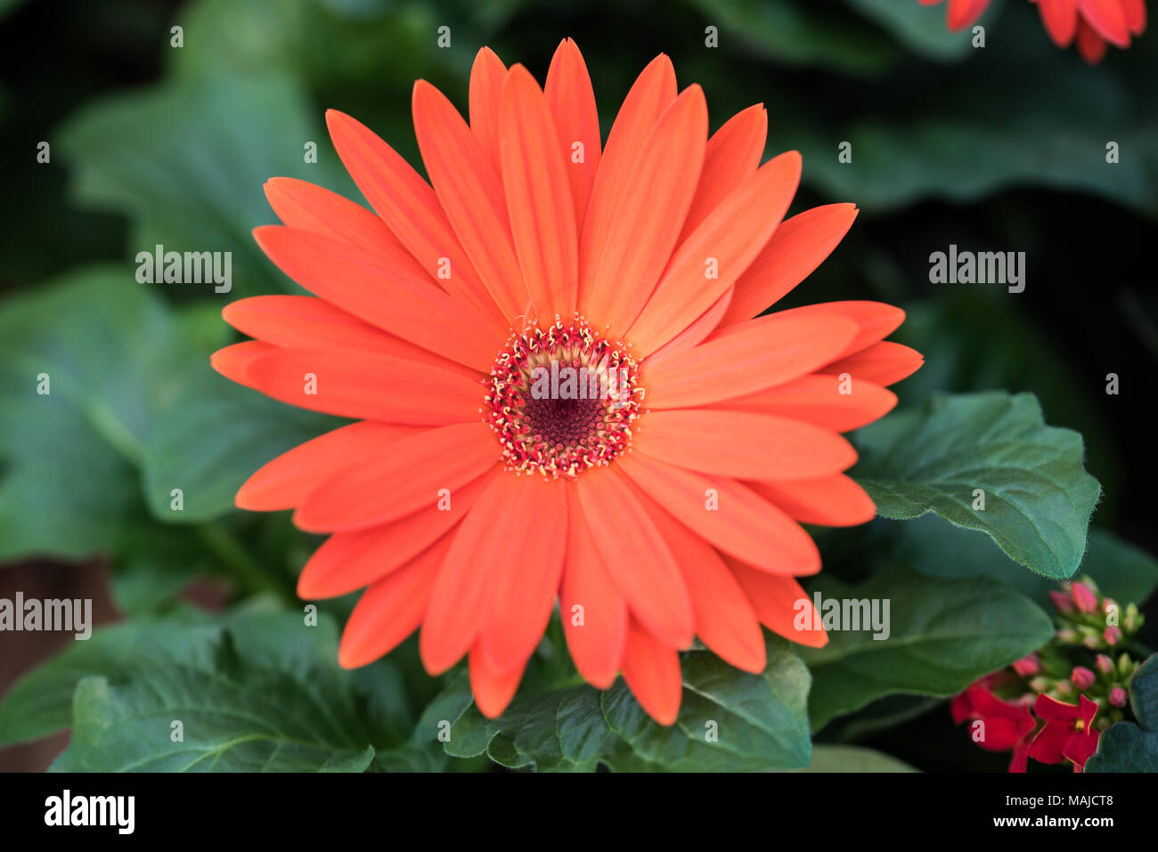 Red  gerbera daisy flower with leaves Stock Photo