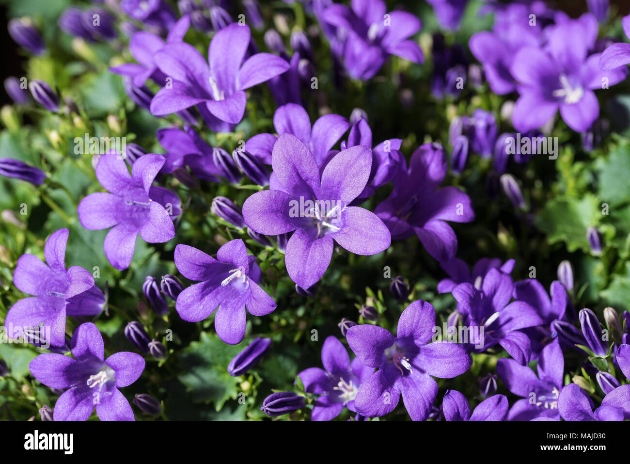 Bellflowers Bavaria Blue, nature background Stock Photo