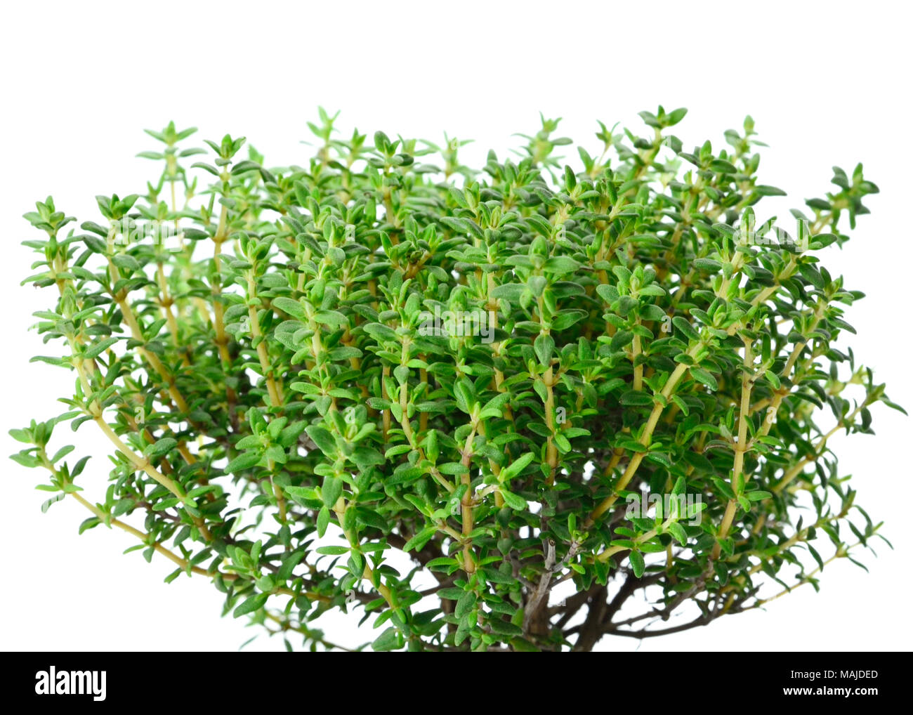 Potted thyme hires stock photography and images Alamy