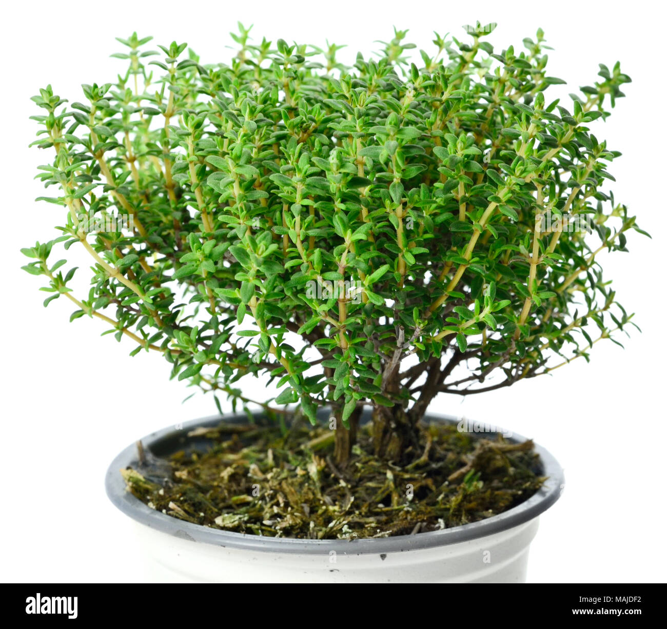 Thyme bush hi-res stock photography and images - Alamy