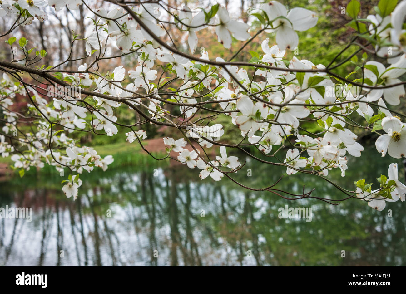White Dogwood blossoms announce the arrival of spring at the Carter Presidential Center in Atlanta, Georgia. (USA) Stock Photo