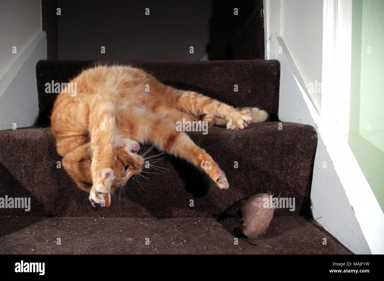 Ginger cat playing on stairs Stock Photo