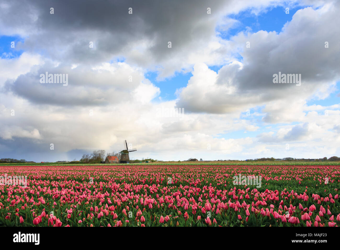 Big storm clouds above a field with pink tulip flowers and a windmill in spring in the dutch countryside, Bulb Region, Holland. Stock Photo