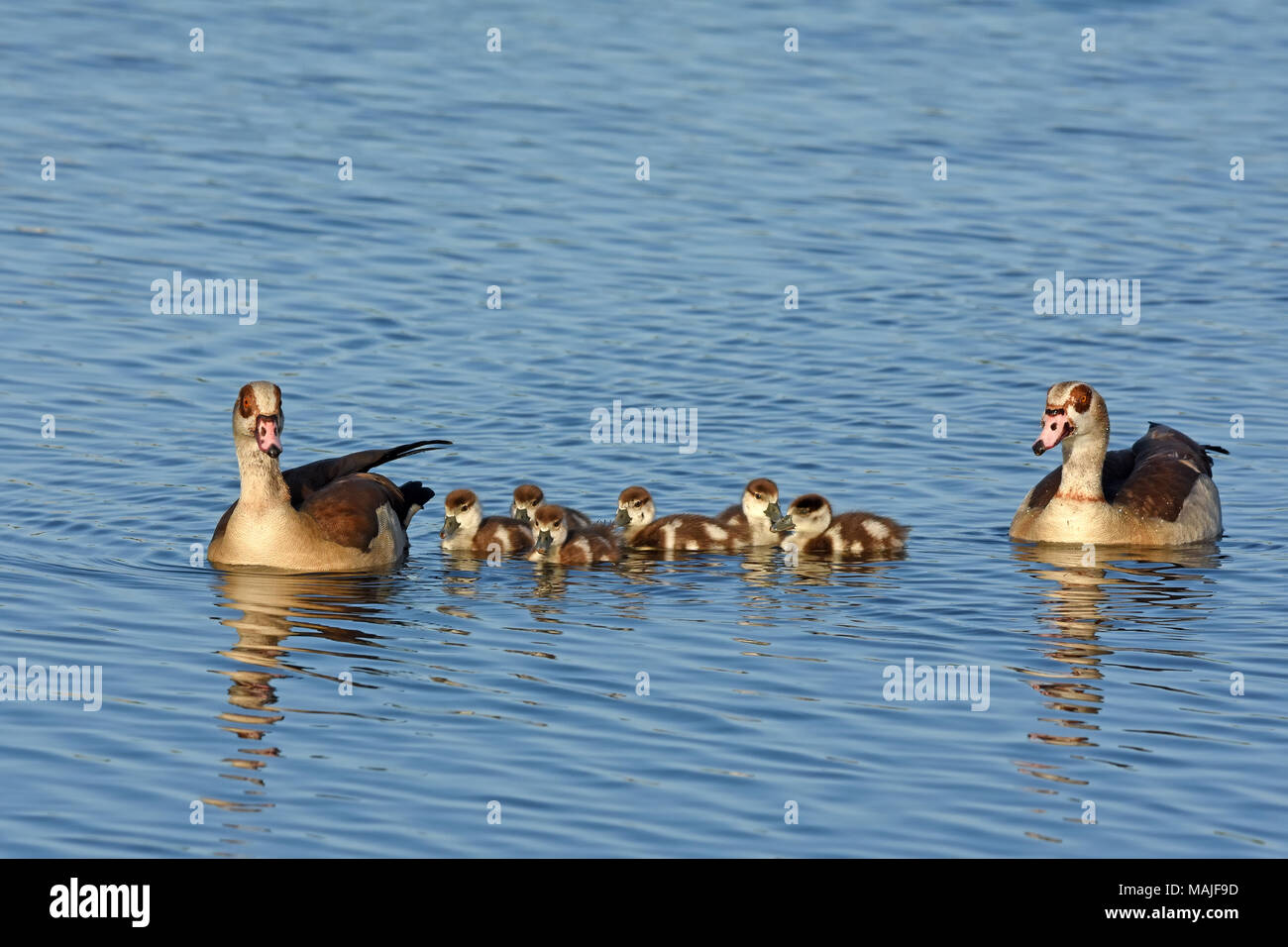 Egyptian goose family in the water Stock Photo