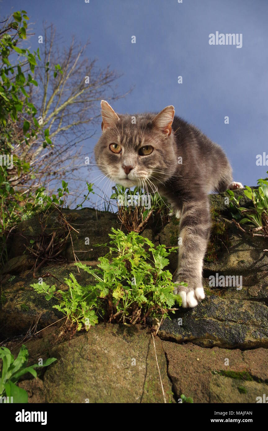 Tabby cat jumping off stone wall Stock Photo Alamy