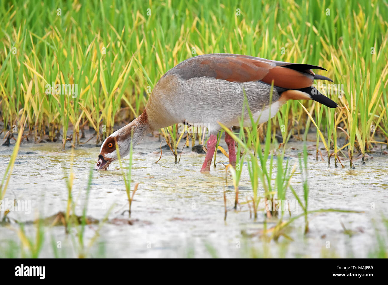 African goose bird hi-res stock photography and images - Alamy