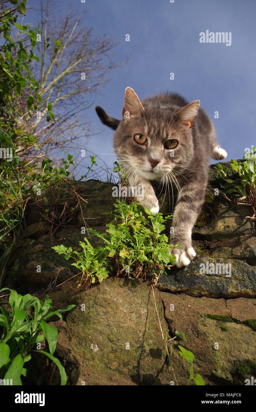 Tabby cat jumping off stone wall Stock Photo Alamy