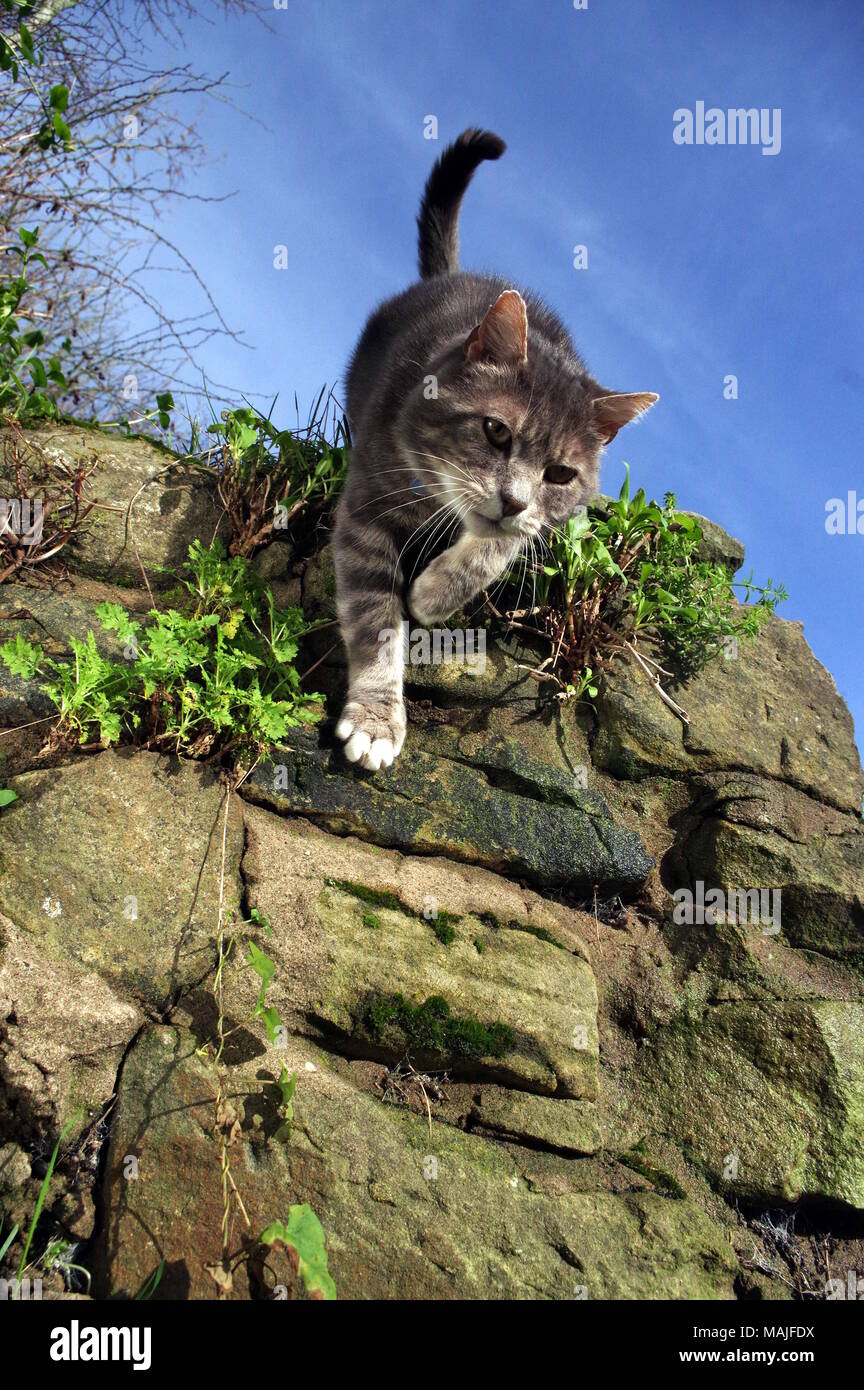 Tabby cat jumping off stone wall Stock Photo Alamy
