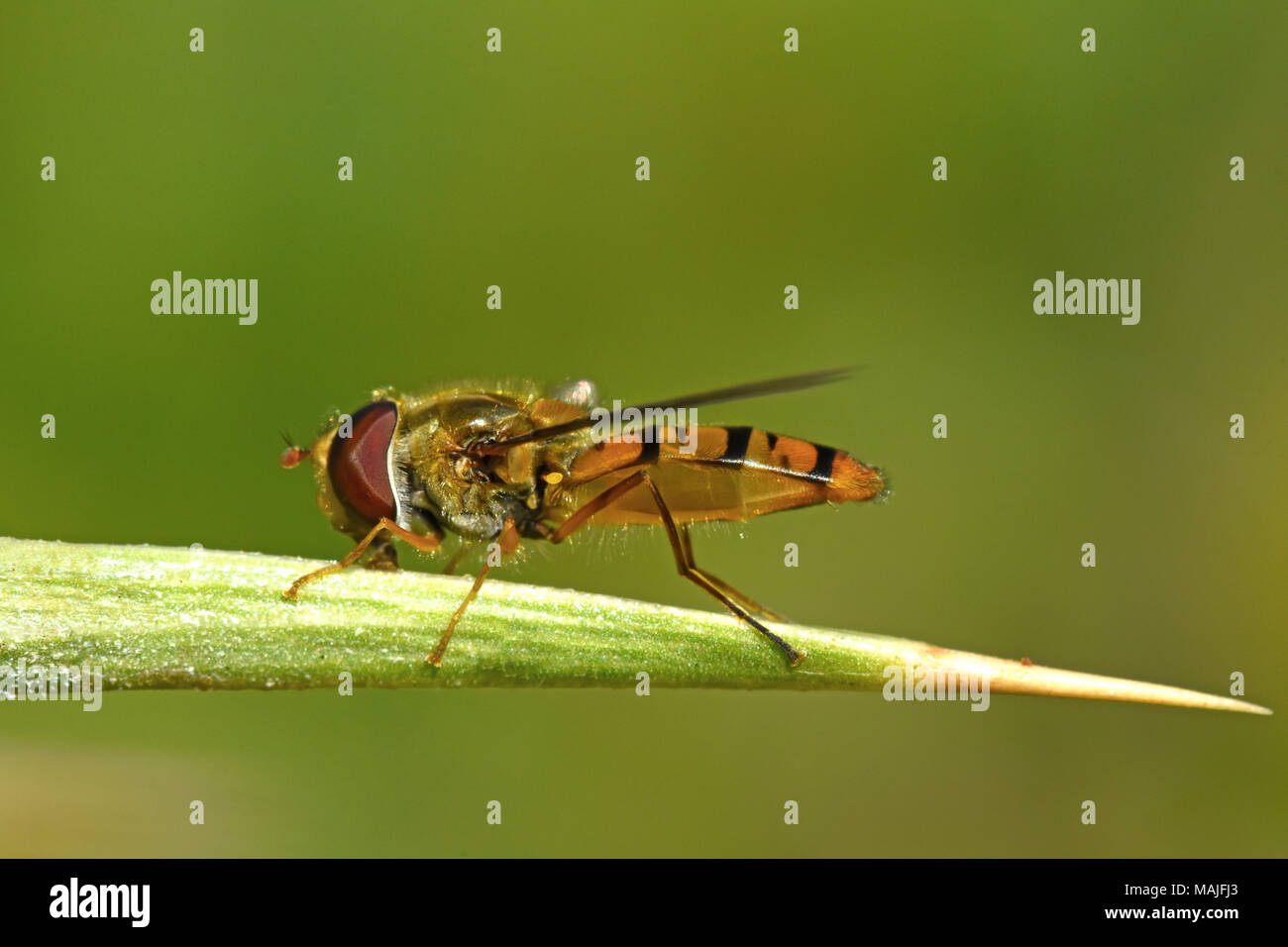 Hover fly on thorn Stock Photo