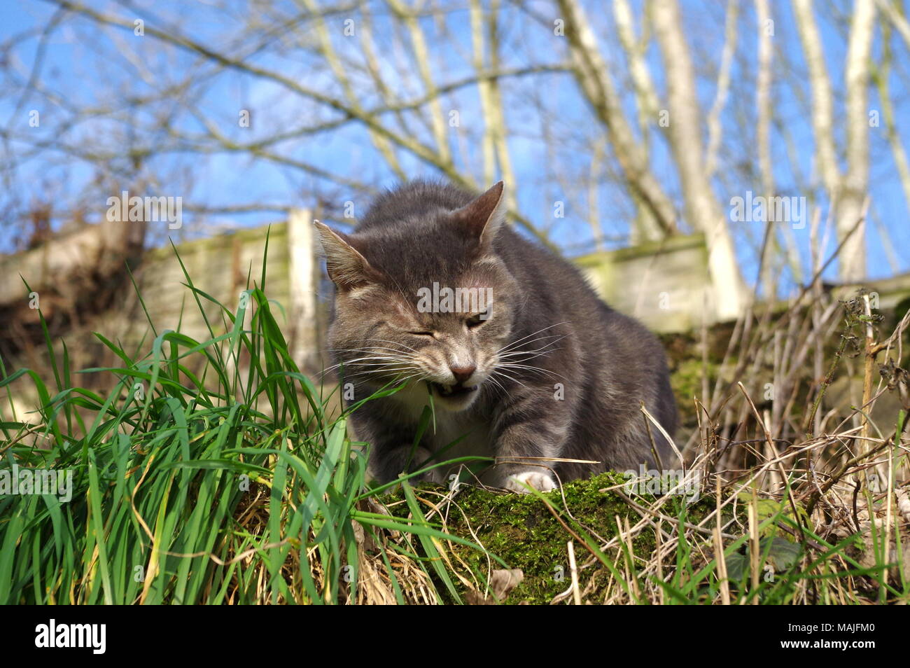 Cat Vomit High Resolution Stock Photography and Images Alamy