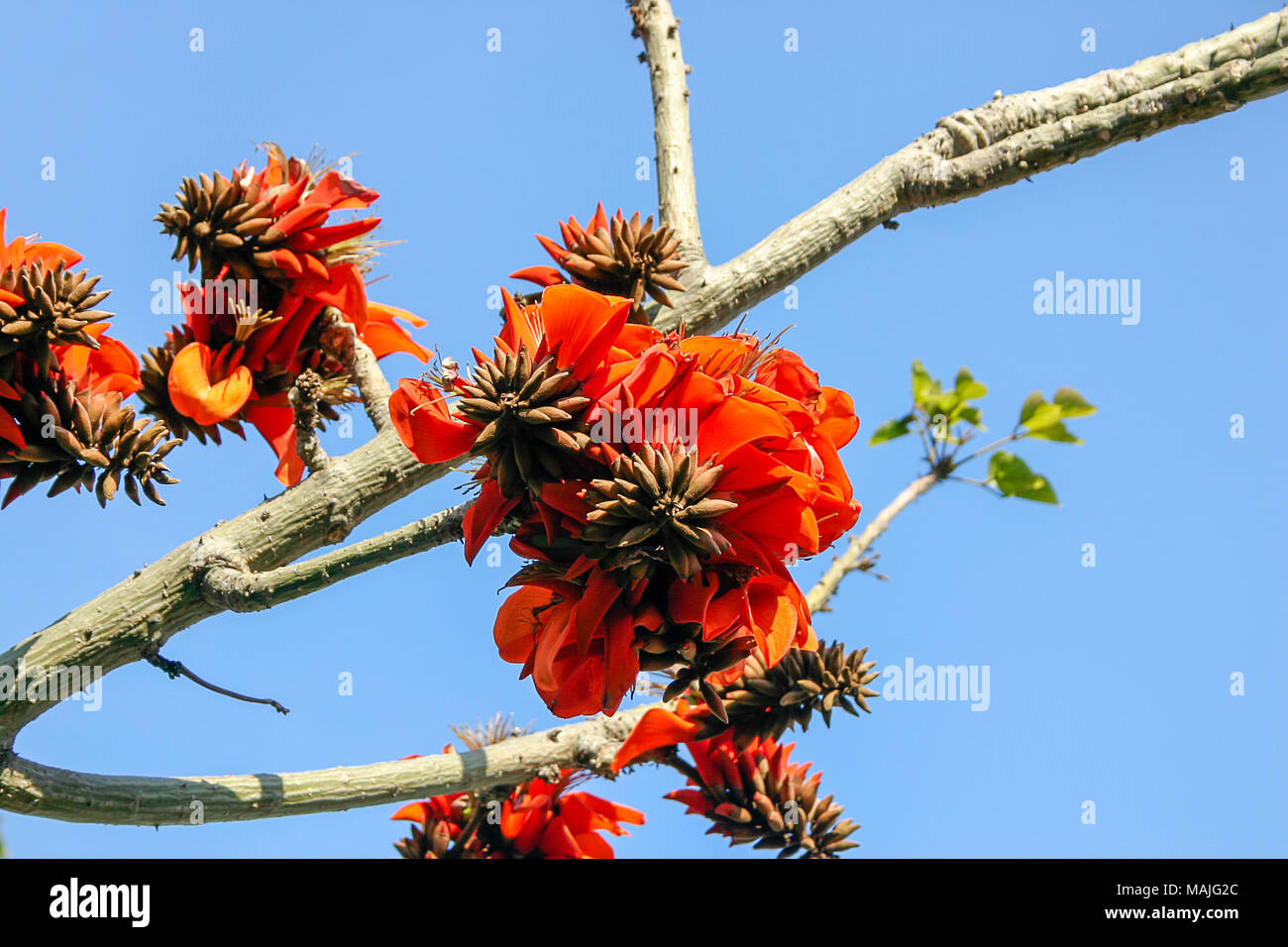 A flowering Erythrina caffra tree (Coral tree) is a a magnet for a wide variety of birds that utilise the nectar, blossoms, seed and visiting insects. Stock Photo