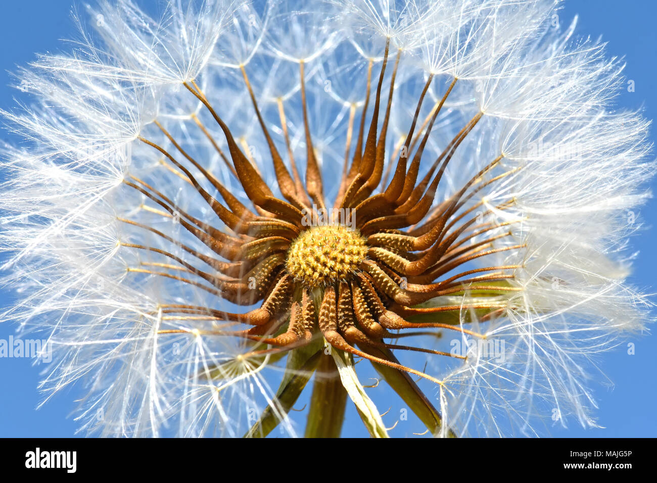 Spreading seeds hires stock photography and images Alamy