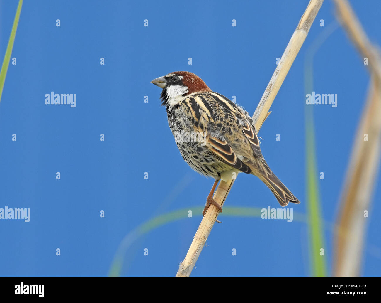 Spanish sparrow, Passer hispaniolensis Stock Photo Alamy