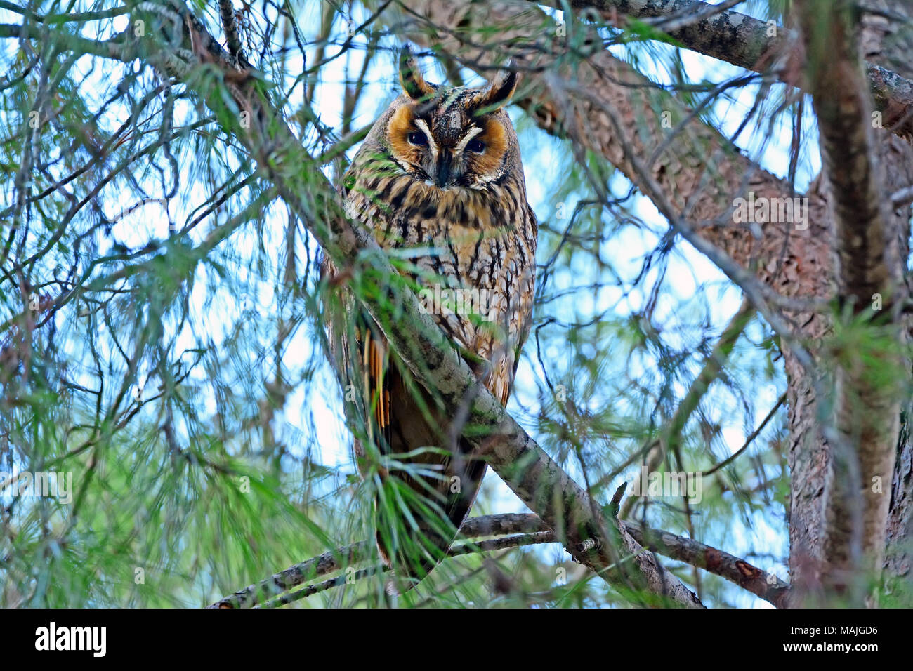 Tree long hi-res stock photography and images - Alamy