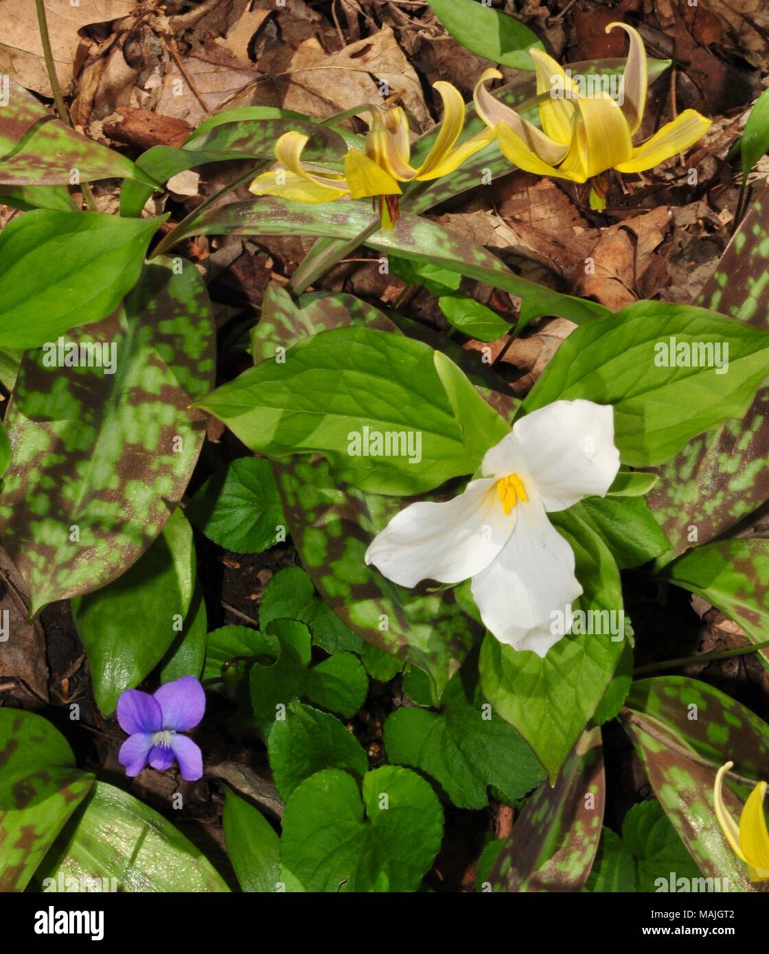 Beautiful assortment of spring wildflowers including large white trillium, trout lily and blue violet. Stock Photo
