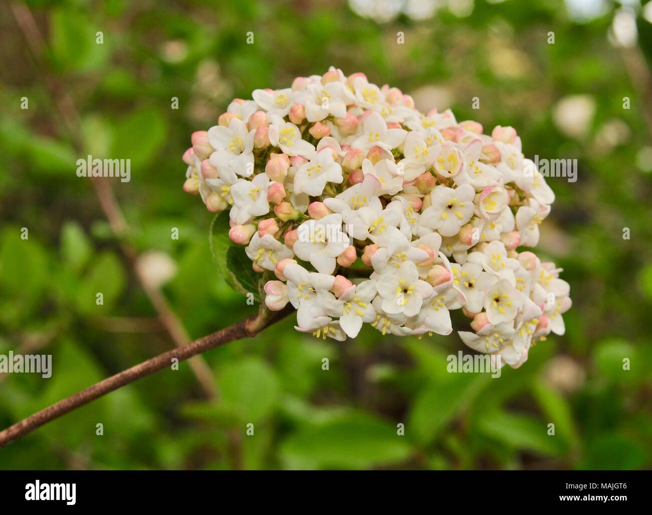 Pink and white flower cluster of a viburnum bush in spring. Stock Photo