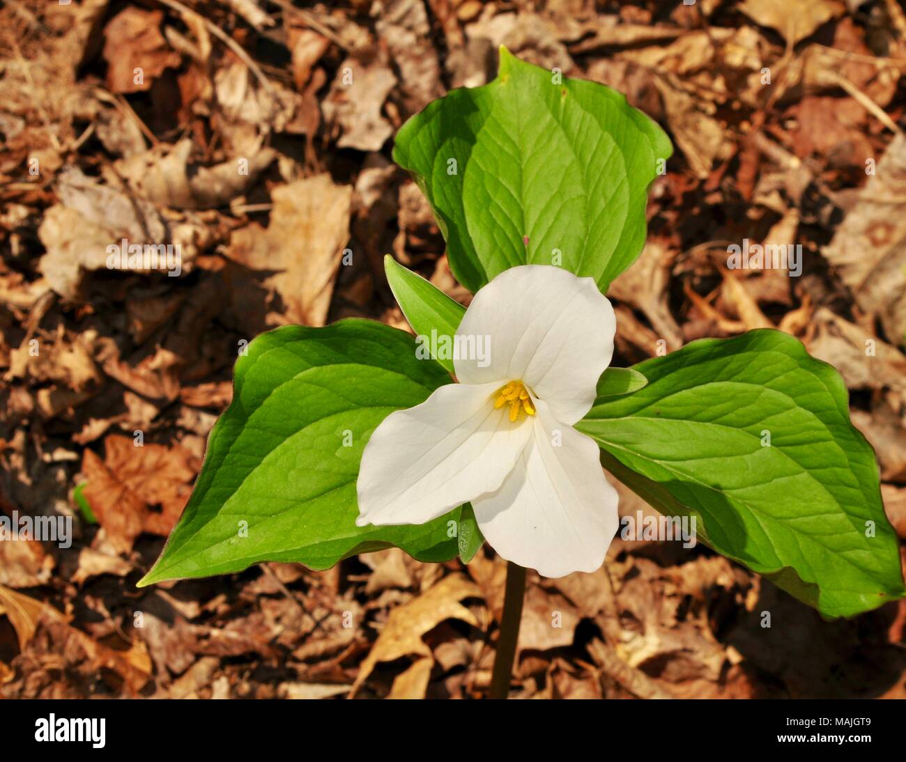 Flower and green leaves of a large white trillium plant in a spring forest. Stock Photo