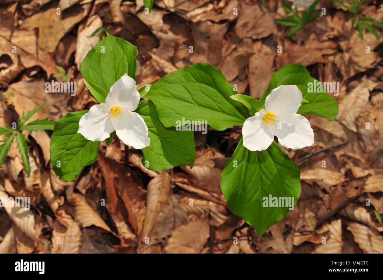 Flowers of two large white trillium plants with large green leaves in a spring forest Stock Photo
