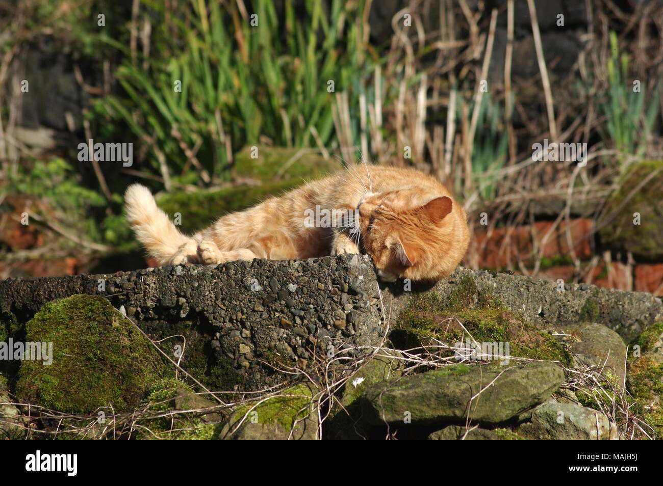 Ginger cat sleeping on stone wall Stock Photo - Alamy