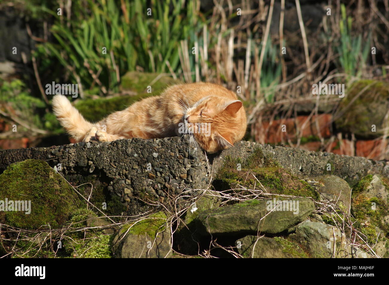 Ginger cat sleeping on stone wall Stock Photo - Alamy