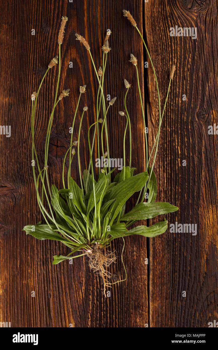 Whole Ribwort plantain with roots on wooden table from above. Narrowleaf plantain. Stock Photo