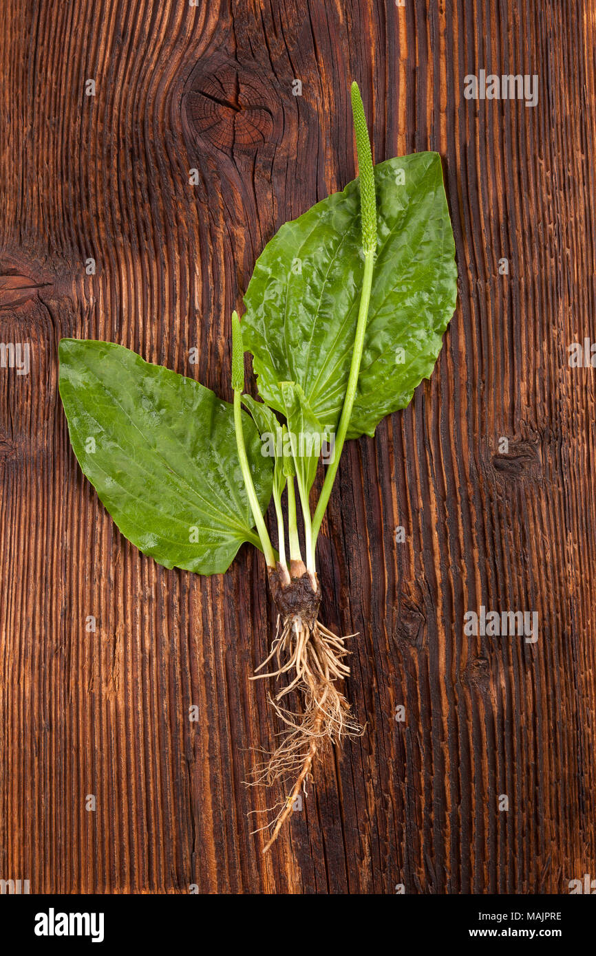 Whole Medical plantain with roots on wooden table from above. Medicinal plant, alternative medicine. Stock Photo