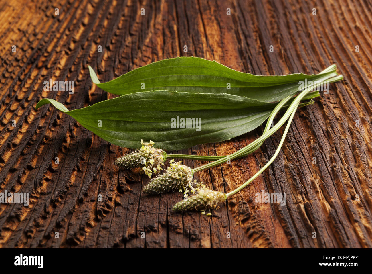 Healthy Green Ribwort plantain on wooden table. Narrowleaf plantain, medicinal plant. Stock Photo