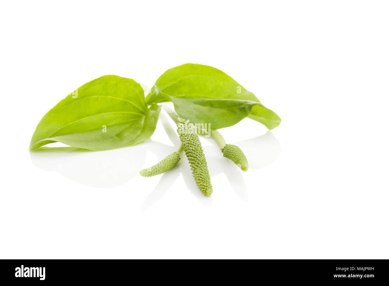 Medical Plantago major plant  leaves and blossom isolated on white background. Stock Photo