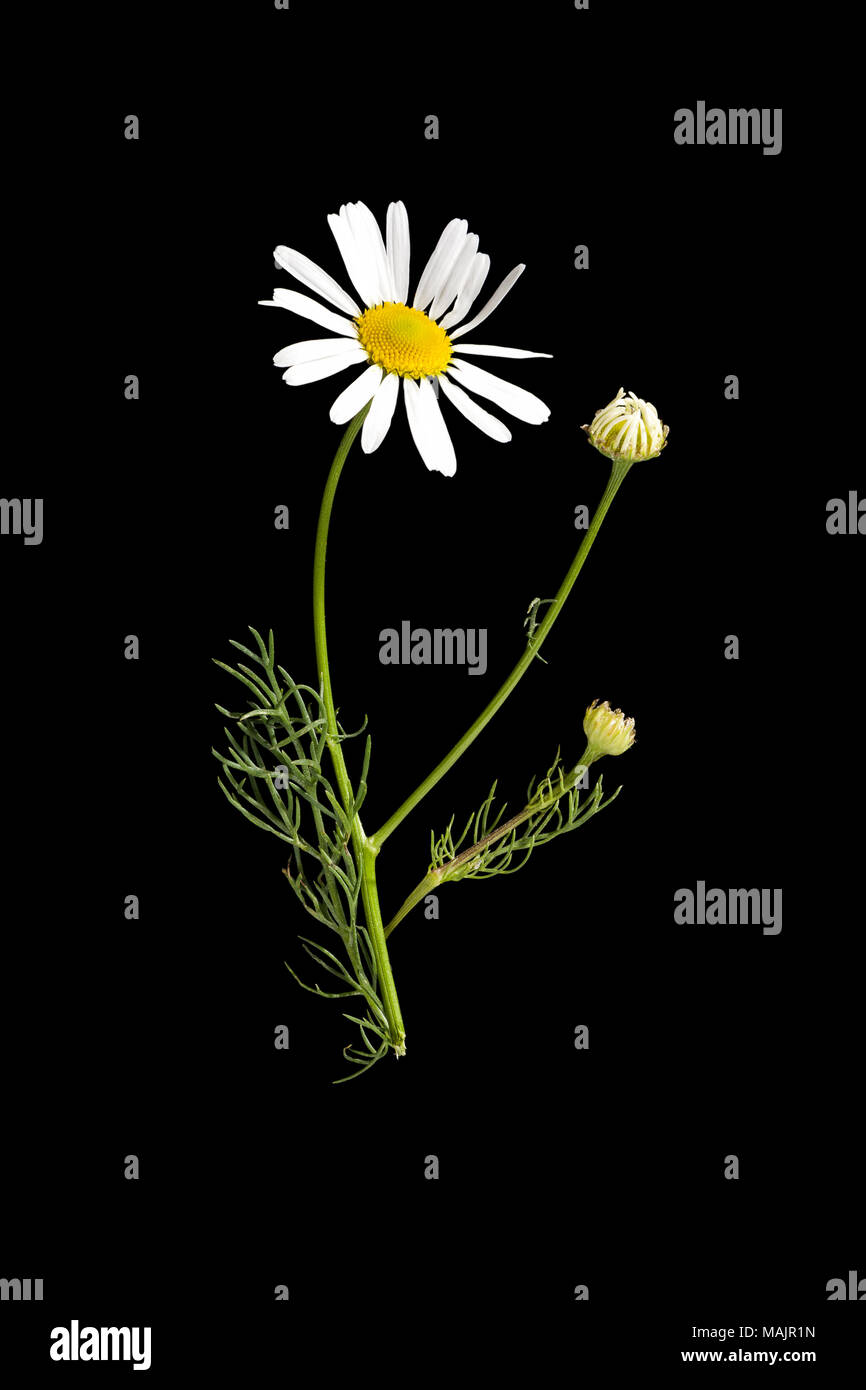Matricaria chamomilla medical flower isolated on black background ...