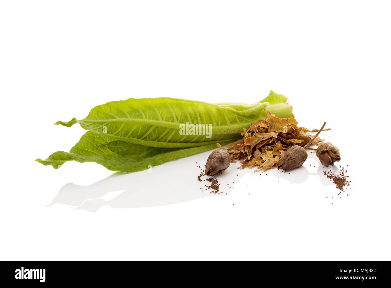 Fresh tobacco leaf with dried leaves and seeds isolated on white background  Stock Photo