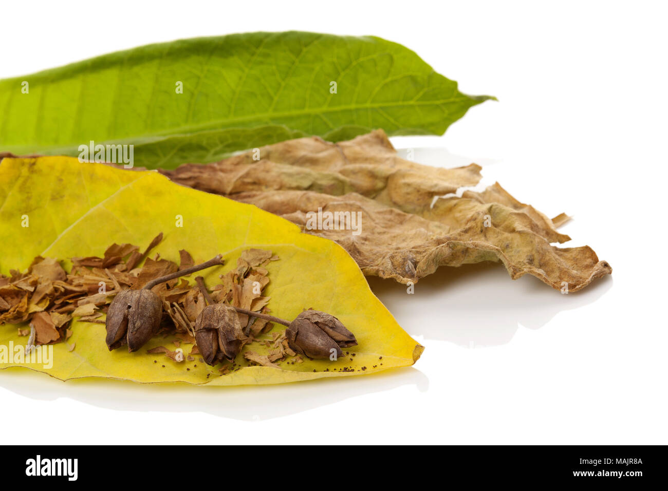 areon anti tobacco Areon Ken Anti Tobacco - Antitabak Air Freshener