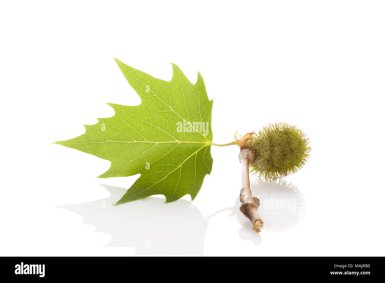 Blooming flower of London Planetree, maple-leaved plane, (Platanus Hybrida). Isolated on white background. Stock Photo