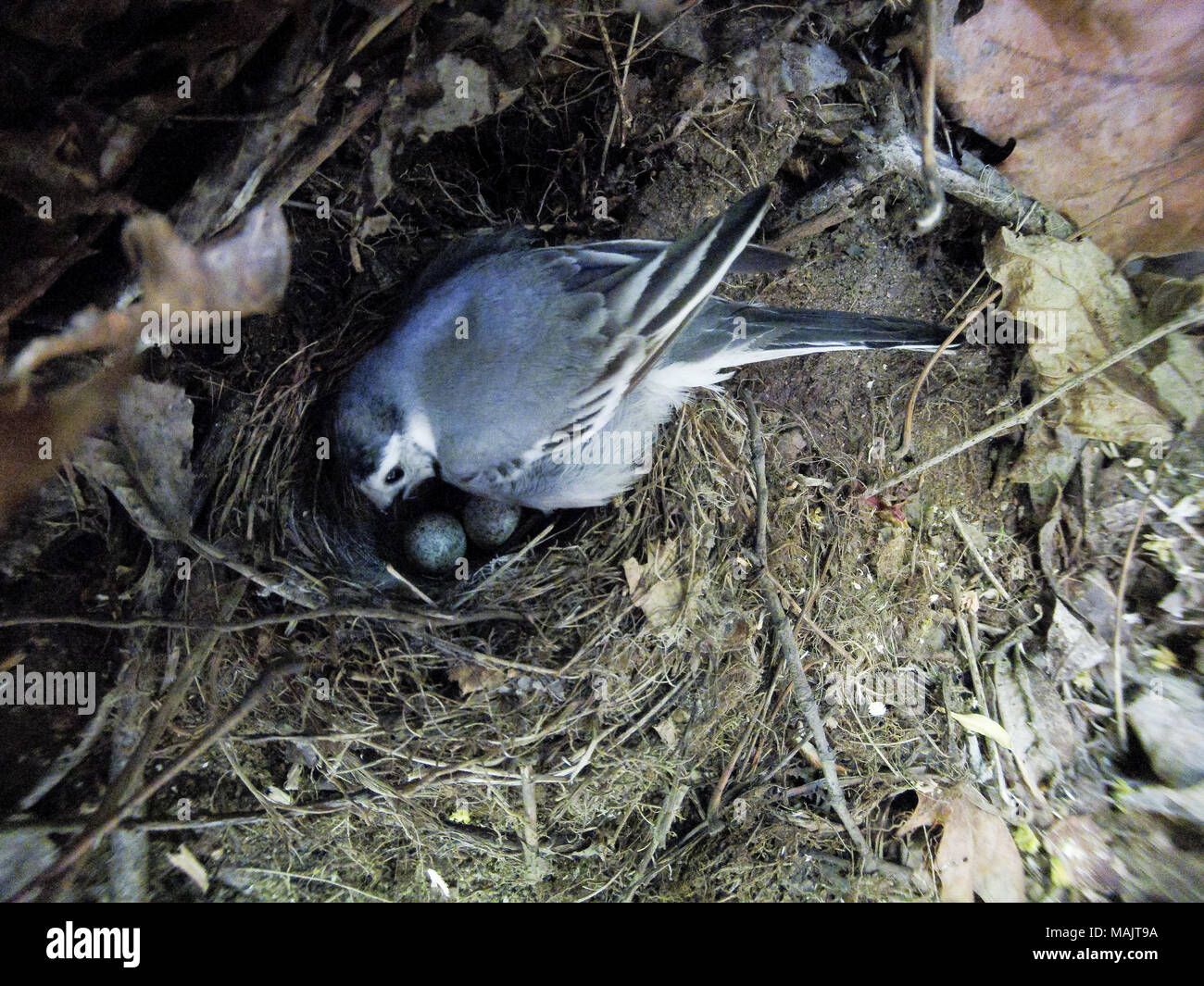 Motacilla alba. The nest of the White Wagtail in nature.  Moscow, Russia. Stock Photo