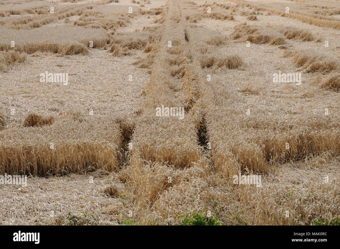 wheat field after torrential rain Stock Photo - Alamy