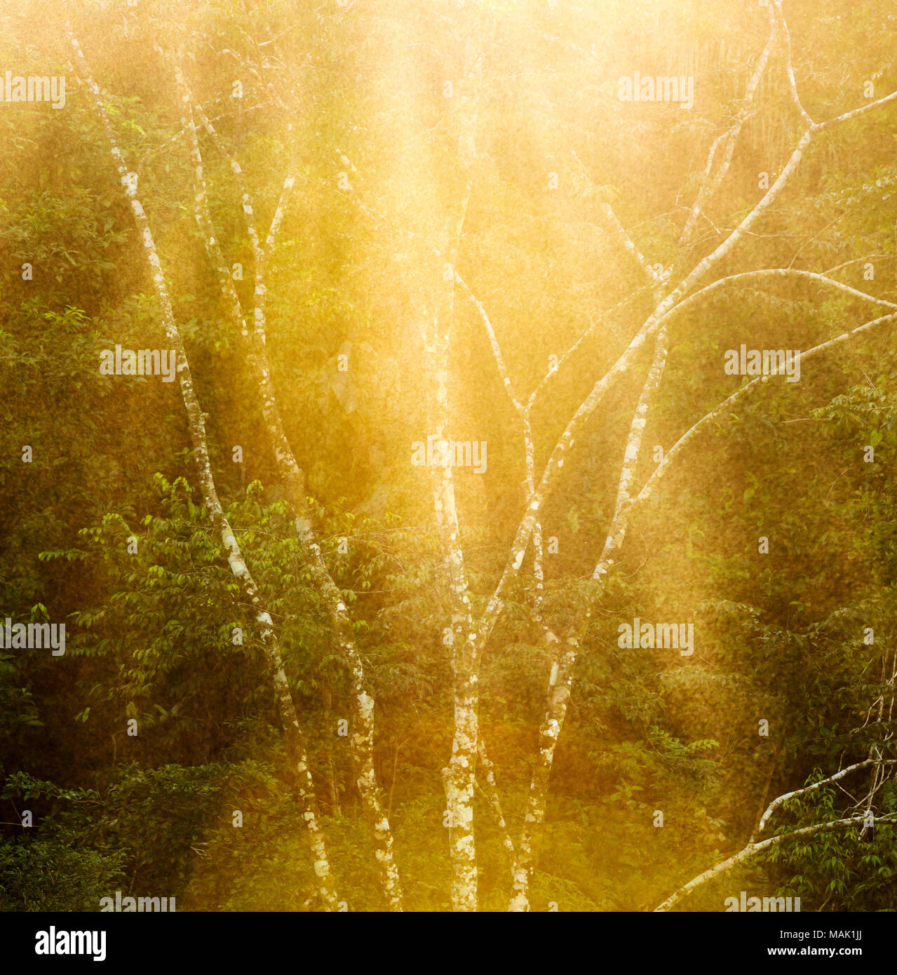 Tranquil forest tree in misty vintage sunlight as background Stock Photo