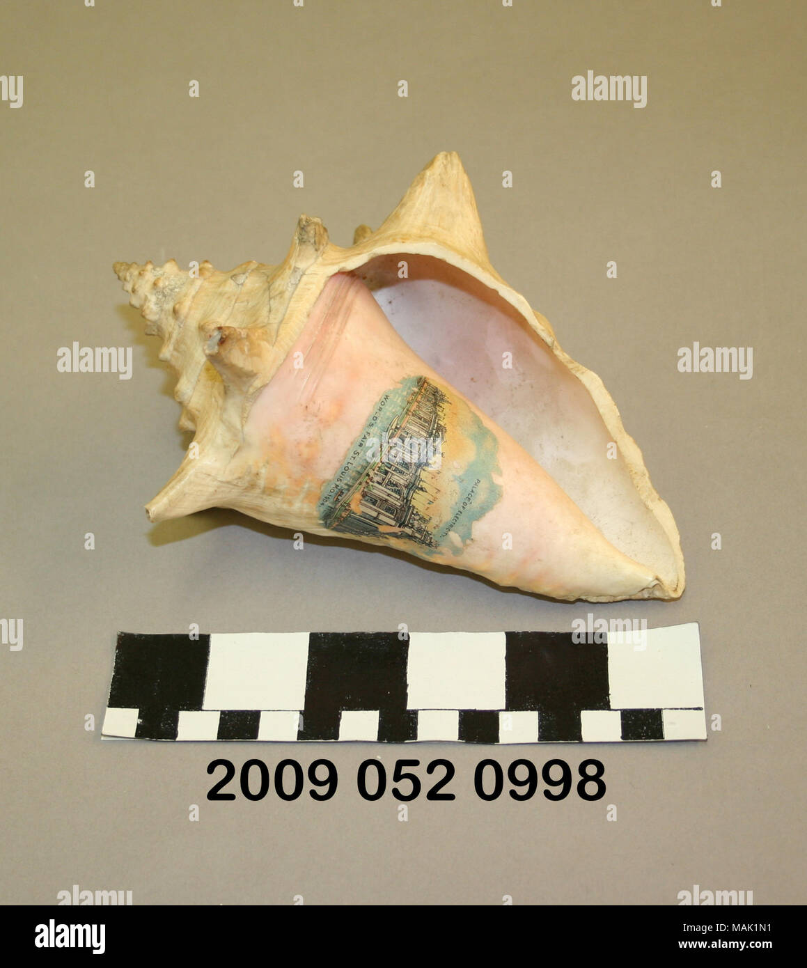 Conch Shell Has A Color Transfer Image Of The Palace Of Electricity Conch Shell Has A Color Transfer Image Of The Palace Of Electricity This Is A Souvenir From The 1904 Worlds Fair Title Conch Shell With Color Transfer Image Of The Palace Of Electricity From 1904 Worlds Fair 1904 MAK1N1