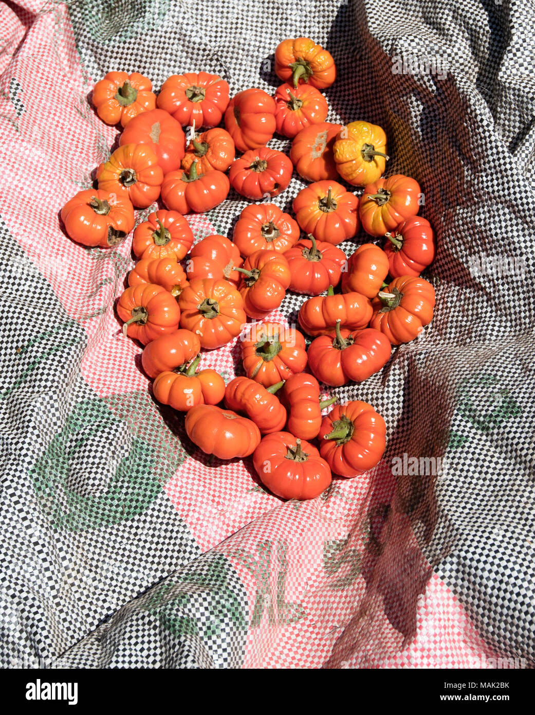 guinea-pepper-lick-the-chalice