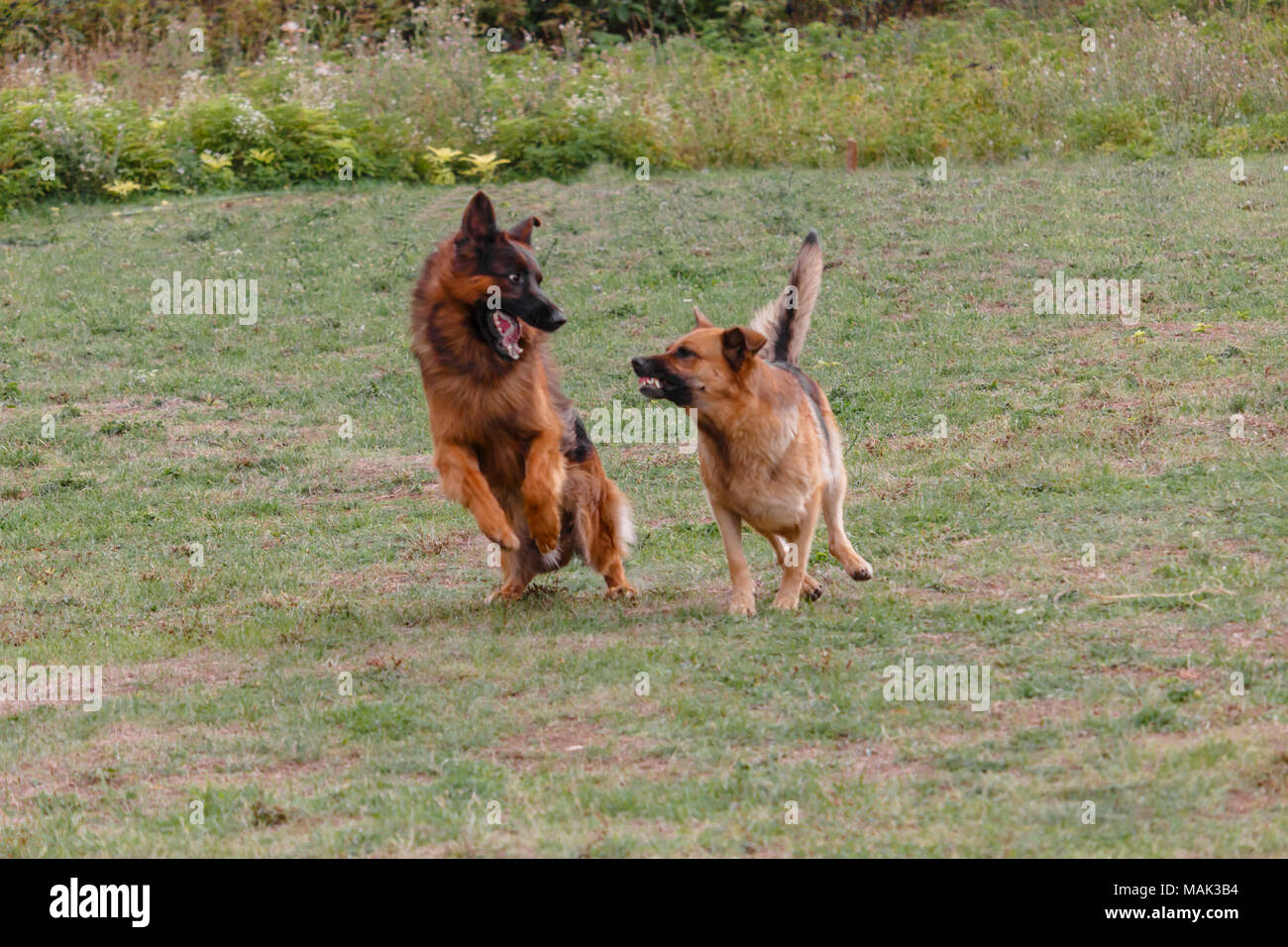 Two German shepherds are playing in the meadow. Stock Photo