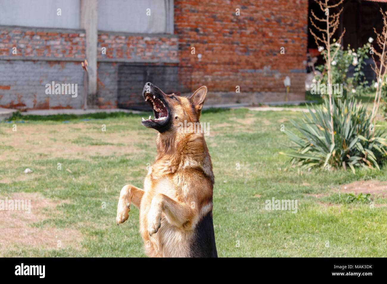 The boss threw food on his dog and the dog jumped to catch it. Stock Photo