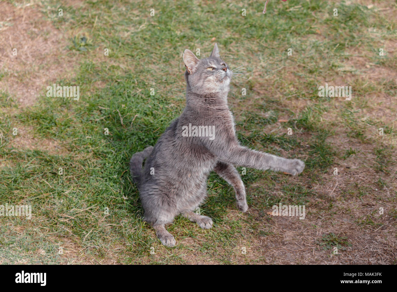The boss threw food on his cat and the cat jumped to catch it. Stock Photo