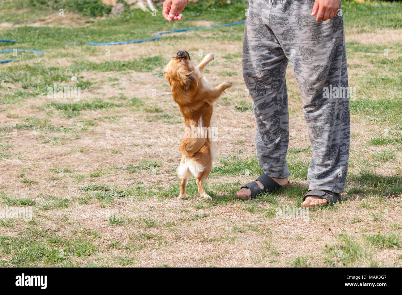 The boss threw food on his dog and the dog jumped to catch it Stock