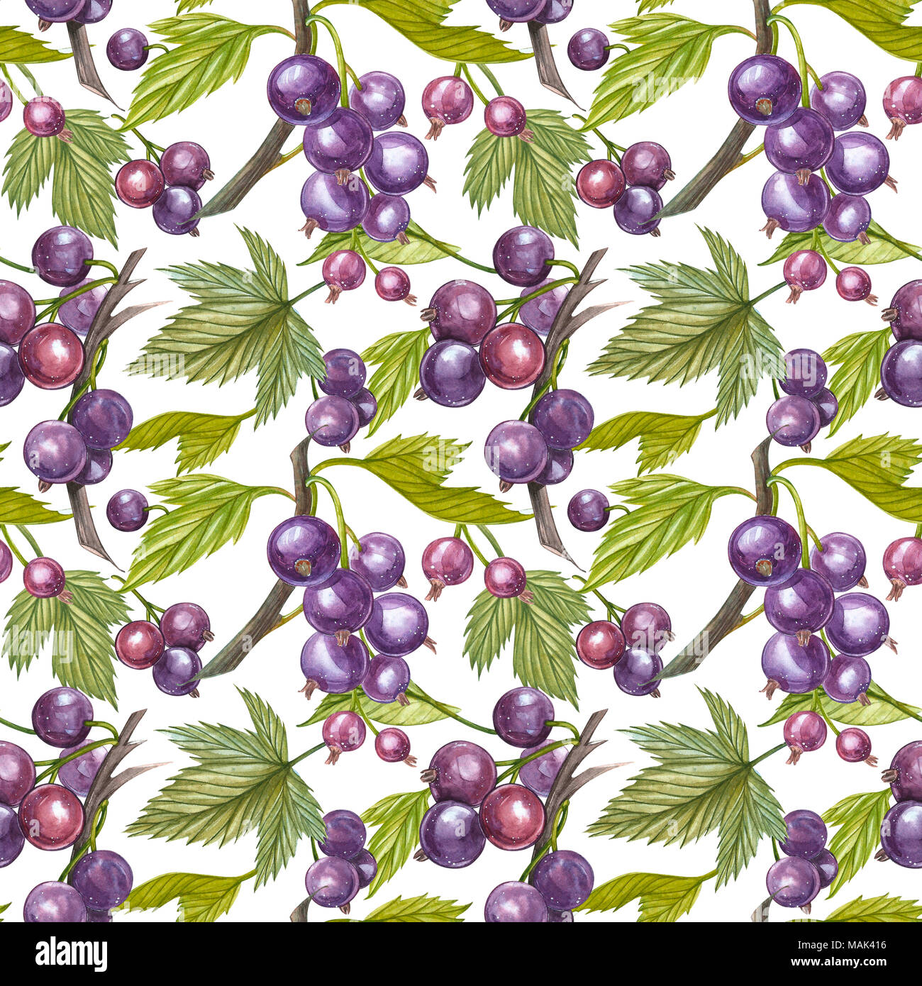 Botanical illustration of black currant hi-res stock photography and images  - Page 2 - Alamy