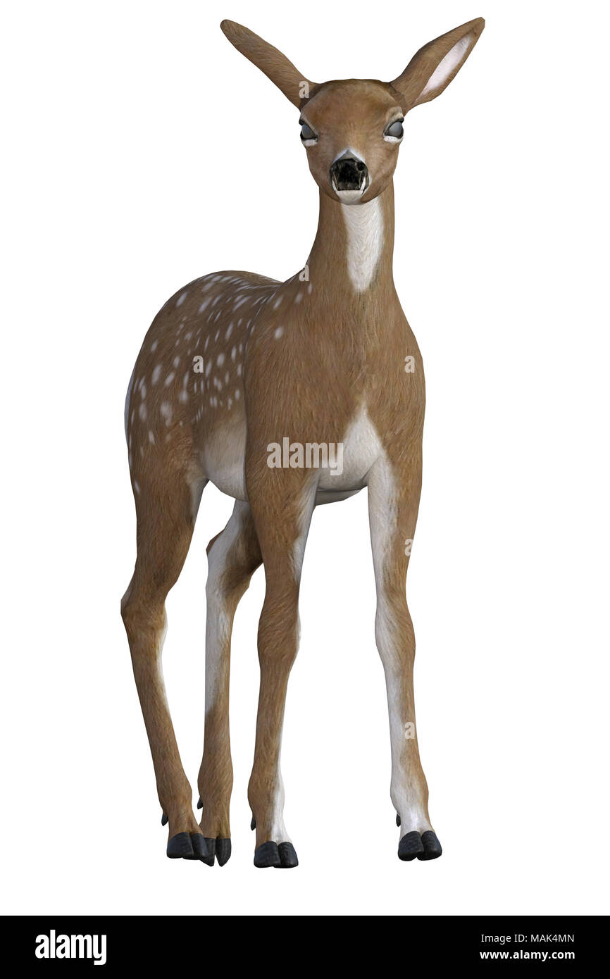 Veado Pequeno Deitado No Capim Com Ramos De Arcos Plantas Lanternas Lança-fogo Desenho Incolor De Linha. Fawn Selvagem Descansando Ilustração Stock - Ilustração de divertimento, fofofo: 227898680
