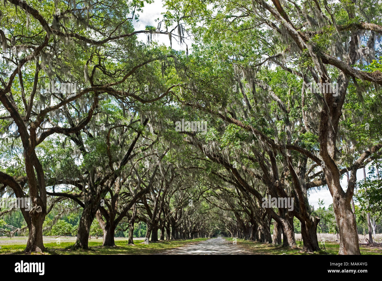 Oak trees road Stock Photo
