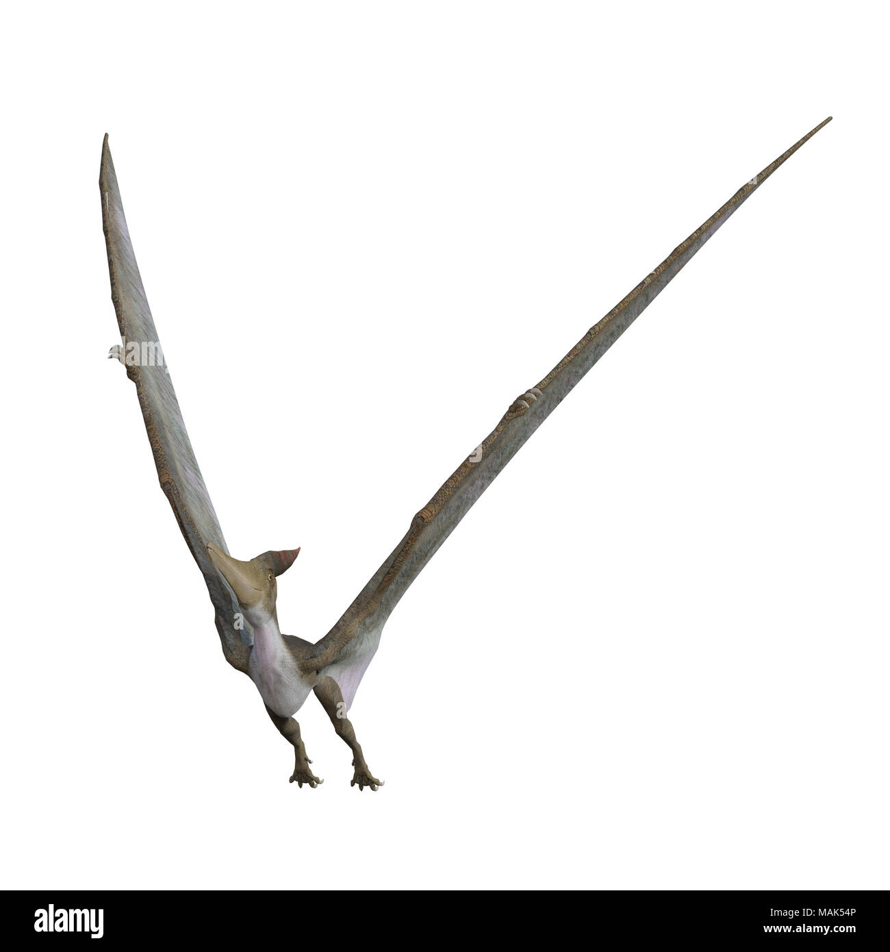 Pteranodon Pterodactyl Dinosaur on white background 8843957 PNG