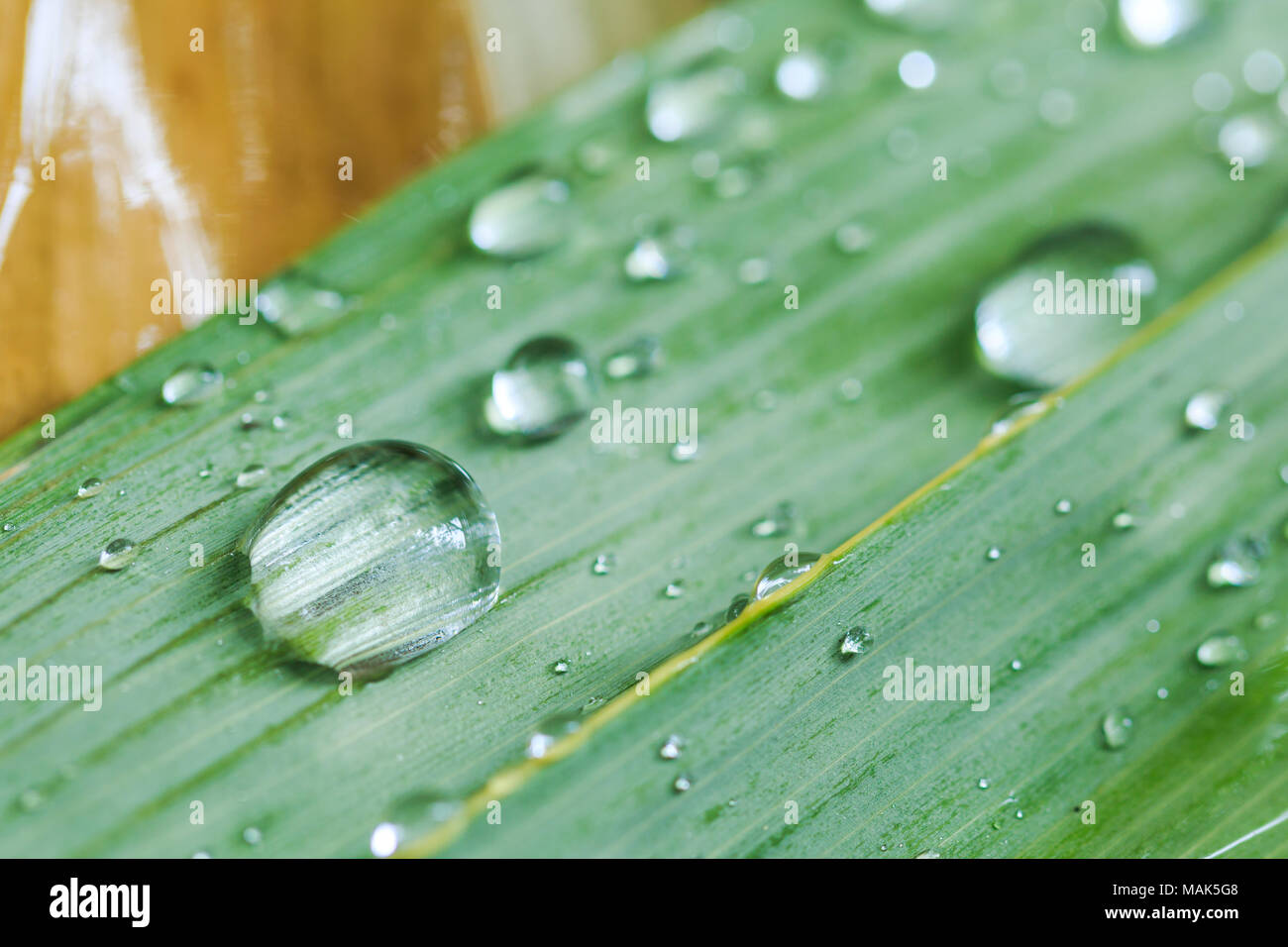 Water droplets on the bamboo leaves after the rain Stock Photo