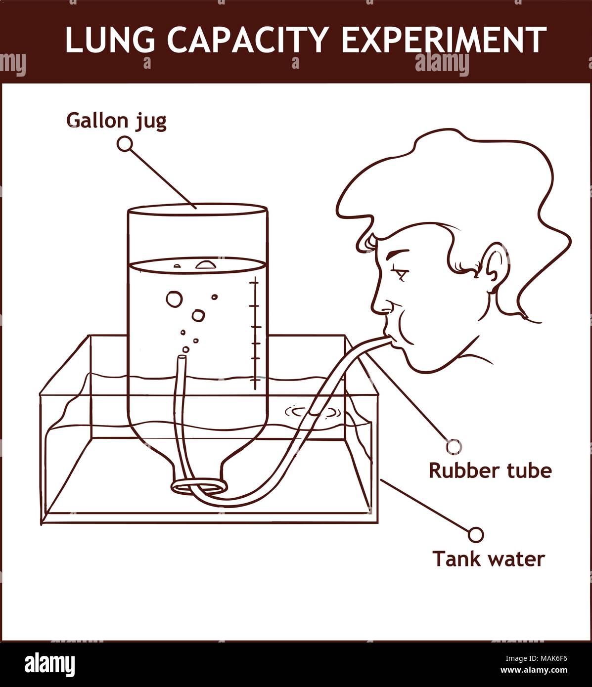 vector illustration of a Lung Capacity Experiment Stock Vector